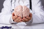 مغز بزرگتر الزاماً نشانه باهوشتر بودن نیست